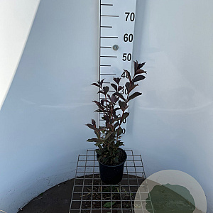 Weigela florida 'Alexandra' 30-40 cm 2,5L