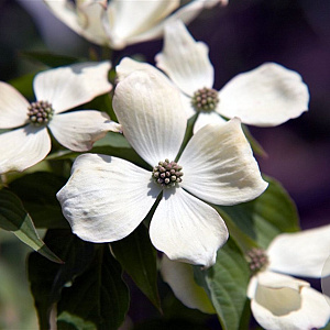 Cornus Ruth Ellen 200-250 cm draadkluit meerstammig