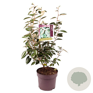 Elaeagnus ebbingei 60-70 cm 7,5L