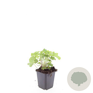 Alchemilla mollis GM P9