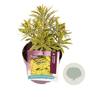 Euphorbia 'Ascot Rainbow' GM 2,0L