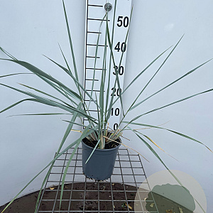 Leymus arenarius 'Blue Dune' 30-40 cm 2,5L