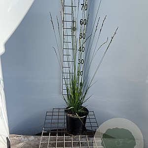 Molinia caerulea 'Heidebraut' 40-50 cm 2,5L