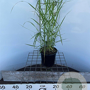 Panicum virgatum 'Rehbraun' 30-40 cm 2,5L