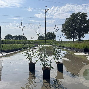 Verbena bonariensis 20-25 cm P9