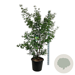 Acer griseum 150-175 cm cont. 55L extra