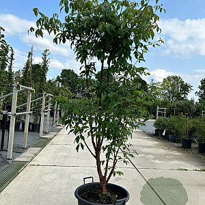 Acer griseum 175-200 cm draadkluit meerstammig