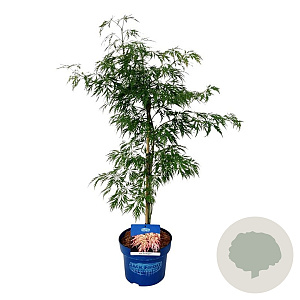 Acer Ice Dragon 50-60 cm 5,0L