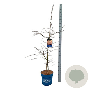 Acer Ice Dragon 125-150 cm 15L