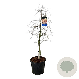 Acer Ice Dragon 150-175 cm 30L extra