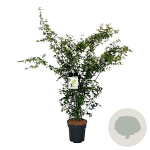 Acer palmatum 125-150 cm 15L