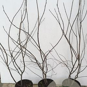 Amelanchier lamarckii 100-125 cm 7,5L solitair