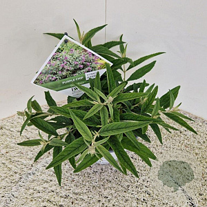 Buddleja Purple Chip 30-35 cm 3,0L