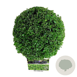 Buxus sempervirens 30 cm op 5,0L bol