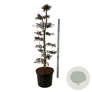 Carpinus betulus 175-200 cm cont. 90L bonsai