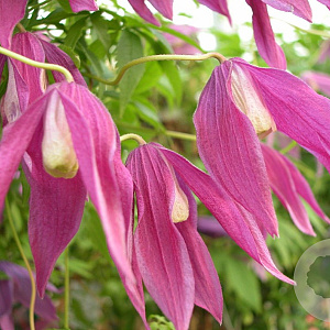 Clematis 'Columella' 80-100 cm rozenpot 2L