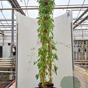 Clematis montana grandiflora 80 cm rozenpot 2L 2 rank