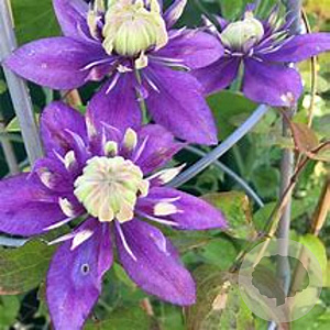 Clematis 'Taiga' 80 cm rozenpot 2L