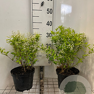 Deutzia gracilis 30-40 cm 3,0L