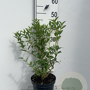 Deutzia gracilis 40-50 cm 3,0L