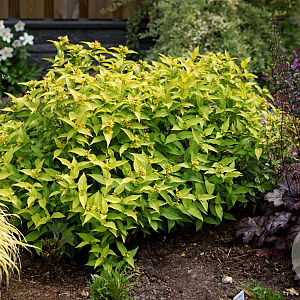 Diervilla rivularis Honeybee 30-40 cm 3,0L