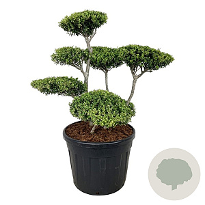 Ilex crenata 80-100 cm cont. 90L bonsai