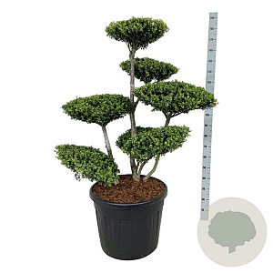 Ilex crenata 100-125 cm cont. 90L bonsai
