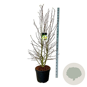 Magnolia loebneri 'Wildcat' 150-175 cm cont. 55L extra