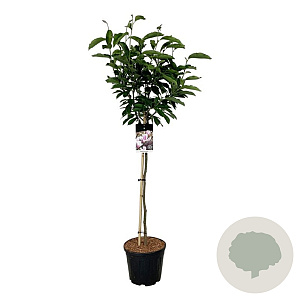 Magnolia soulangeana 90 cm stam 15L