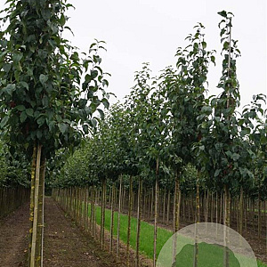 Malus baccata 'Street Parade' 10-12 HO draadkluit