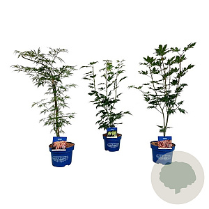 Mixlaag Acer palmatum veredeld 50-60 cm 5,0L