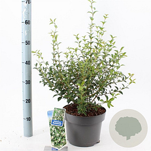 Osmanthus burkwoodii 30-40 cm 5,0L