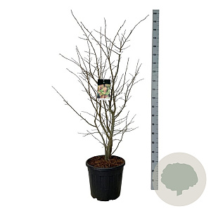 Parrotia persica 100-125 cm 30L extra