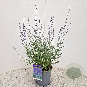 Perovskia 'Blue Spire' 40-45 cm 2,5L