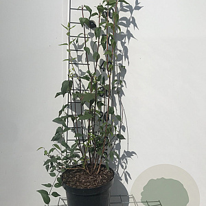 Philadelphus 'Lemoinei' 50-60 cm 3,0L