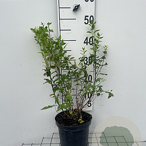 Philadelphus 'Manteau d'Hermine' 40-50 cm 3,0L