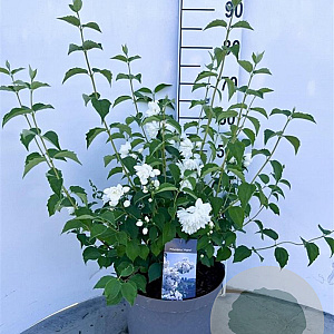Philadelphus 'Virginal' 80-100 cm 10L