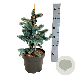 Picea pungens 'Bialobok' 30-40 cm 4,5L