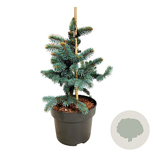 Picea pungens 'Bialobok' 30-40 cm 4,5L