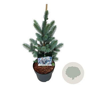 Picea pungens 'Iseli Fastigiate' 40-50 cm P26