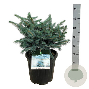 Picea pungens 'Karpaten' 40-50 cm 15L