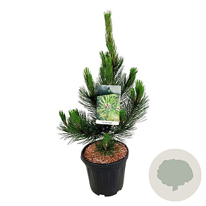 Pinus heldreichii 'Satellit' 60-80 cm 15L