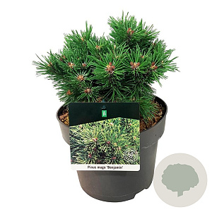Pinus mugo 'Benjamin' 20-25 cm