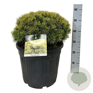 Pinus mugo 'Ophir' 40-50 cm 30L extra