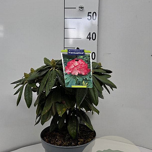 Rhododendron (Y) 'Fantastica' 25-30 cm 5,0L