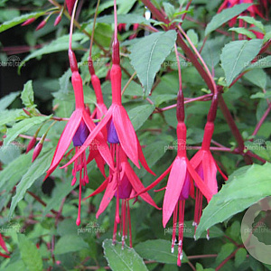Fuchsia magellanica gracilis GM P9