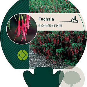 Fuchsia magellanica gracilis GM P9
