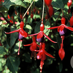 Fuchsia 'Mrs Popple' GM P9