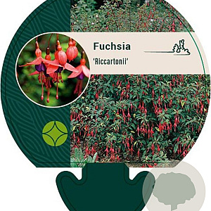 Fuchsia 'Riccartonii' GM P9
