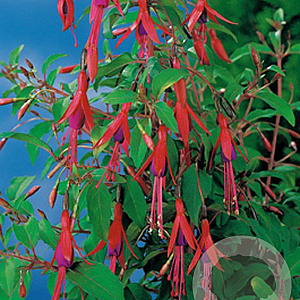 Fuchsia 'Riccartonii' GM P9